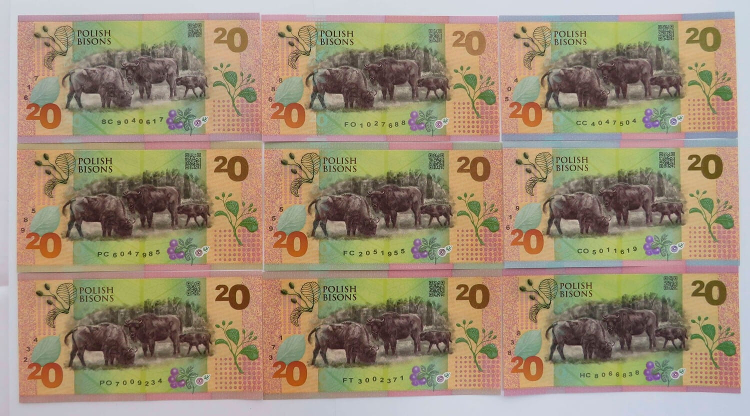 PWPW Żubry 9 szt. - Potęga Podłoża Angielski